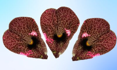 duck flower detox